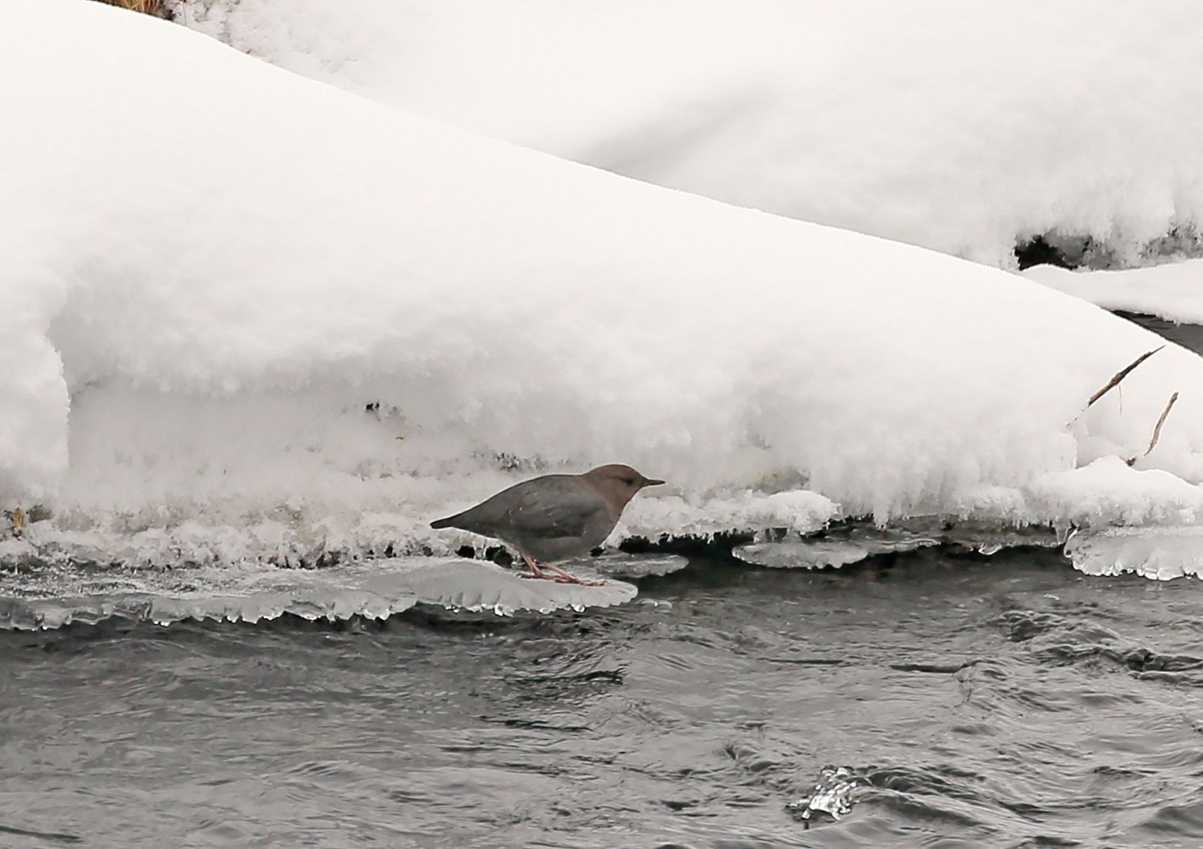 American Dipper